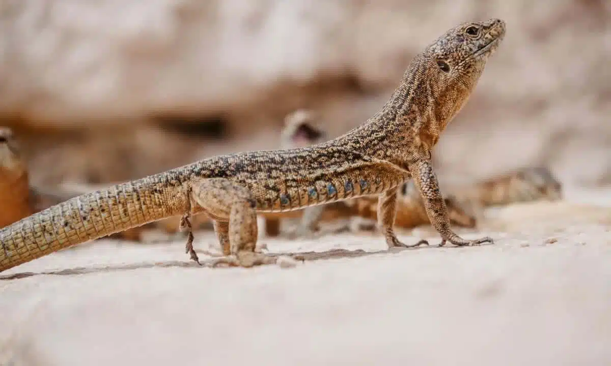 Las salamanquesas de Mallorca se han adaptado perfectamente a su entorno, por lo que en la isla también han evolucionado diferentes especies de salamanquesas. La salamanquesa es también un símbolo muy característico de Mallorca, como habrá visto en muchas tiendas de recuerdos. Gecko auf Mallorca