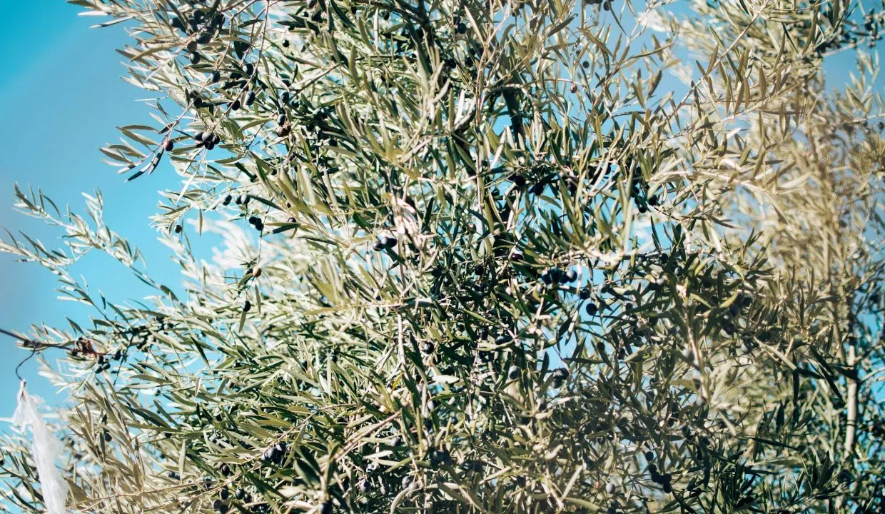 Olivenplantage Mallorca