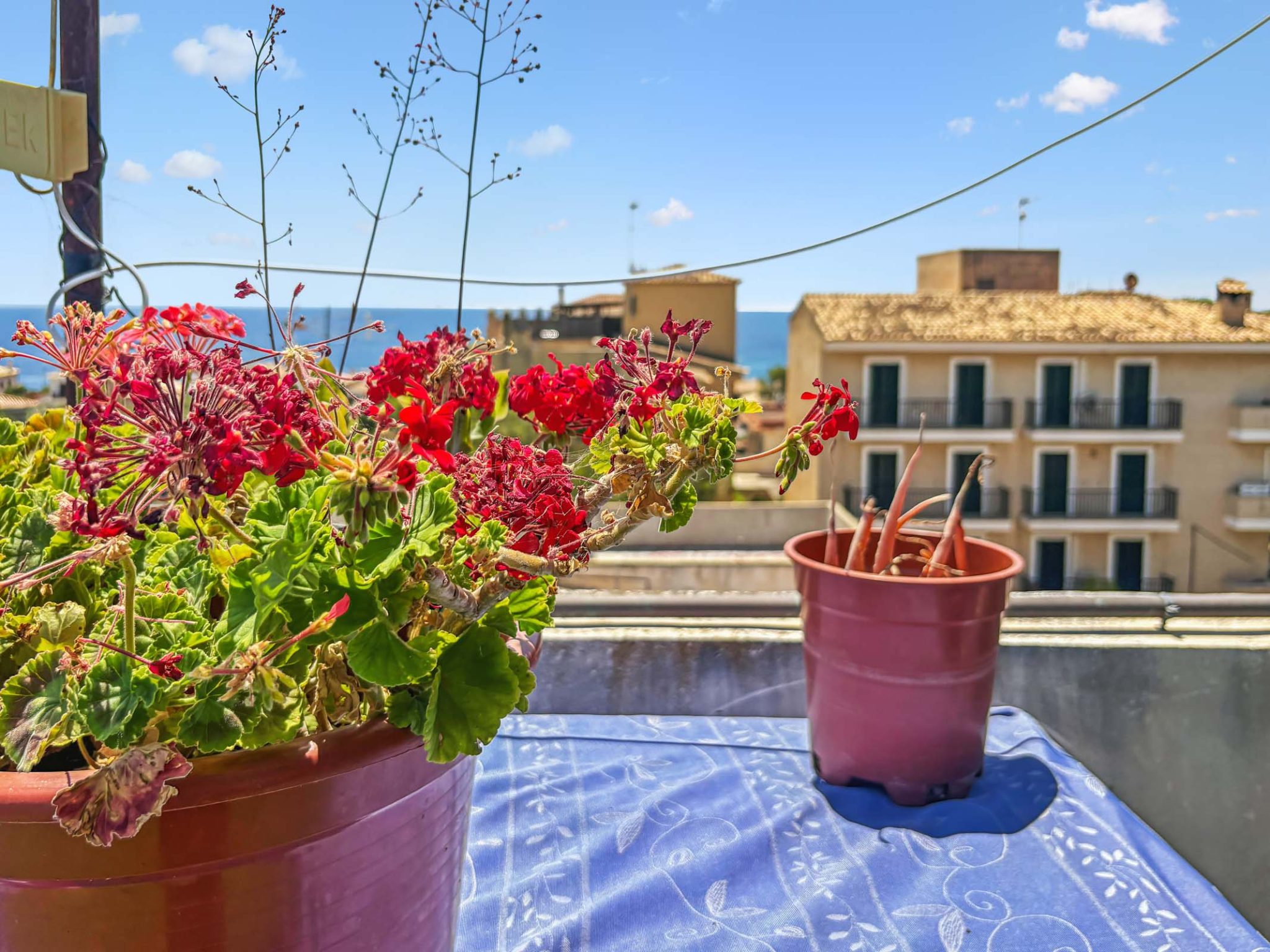 Immobilien Porto Cristo Wohnung kaufen