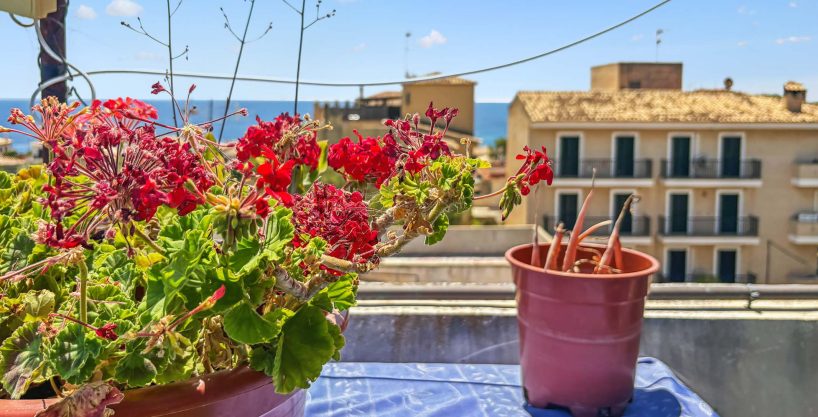 Immobilien Porto Cristo Wohnung kaufen